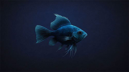 Blue Fish Live Wallpaper