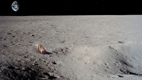 Dog On The Moon Live Wallpaper