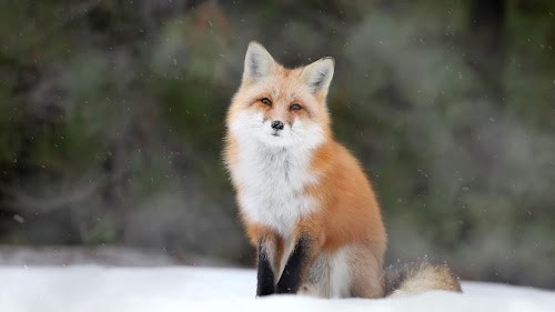 Fox Winter Live Wallpaper