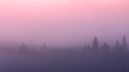 Minimal Foggy Forest Live Wallpaper