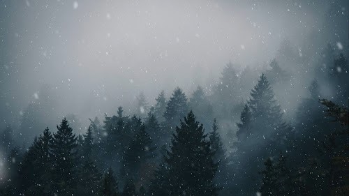 Snowfall In Forest Live Wallpaper