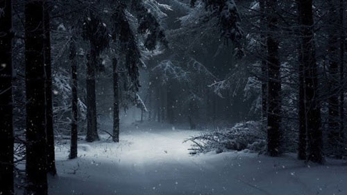 Winter Snow Forest Live Wallpaper